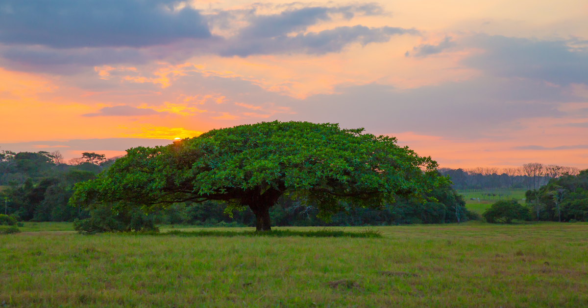 Guanacaste Costa Rica